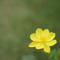 Bapsieucap