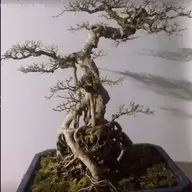 ngotrongducs