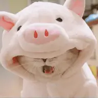 Heo mi nhon