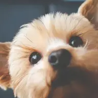 Cuncai