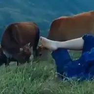 vietnamnoilalam