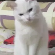 Chusa