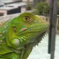 QuangEuro