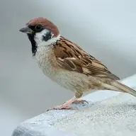 boongke