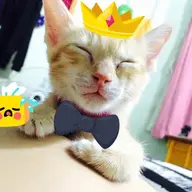 Meoconngokngek
