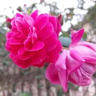 Quang_9x