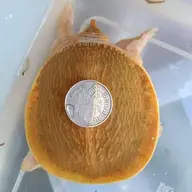 babaquan