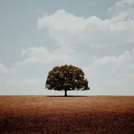 khiemk31