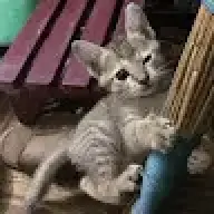 meowkun2817