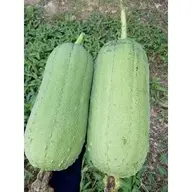 2quamuop