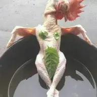 Phụ_xe