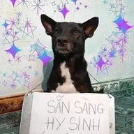 Thetinggo