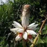 Huynhtri