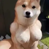 tomhaotom