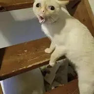 Kttk