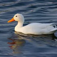 convitduoiao