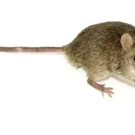 gamekvn