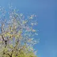 woltavess