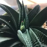 Chuacaorau1010