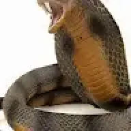 Đam mê gái
