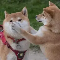 Vbunsssss