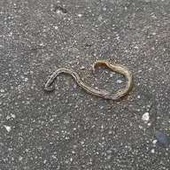 fearb