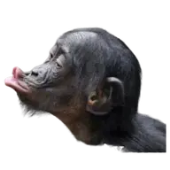 tungqtk34