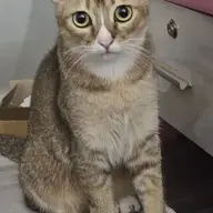 nhangheo_xautrai