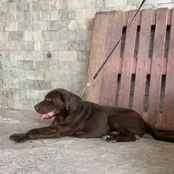 Lịn