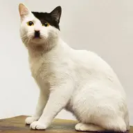 Hoạ sĩ người Áo