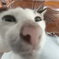 vclnbgfs
