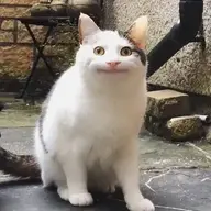 anhtraivuotnganchonggai