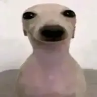 succaccheo