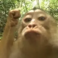 cuccut