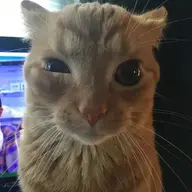 Nhìn là một