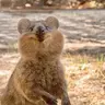 fear.of.frog
