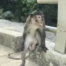 Okminhyeudi