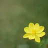 Bapsieucap