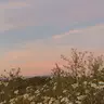Anchuoi