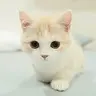 zacobra
