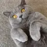 Meodan