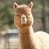 lalilalo