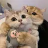 hoangnguyendo02