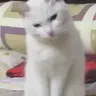 Chusa