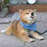 Lly