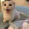 lonkoka