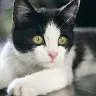 tunggto