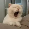 Háhydegwhsyd