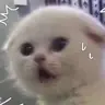 hoangtungw
