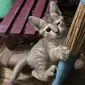 meowkun2817